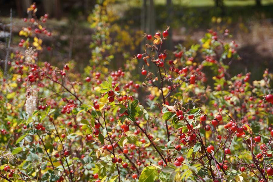 Red berries on a wild shrub