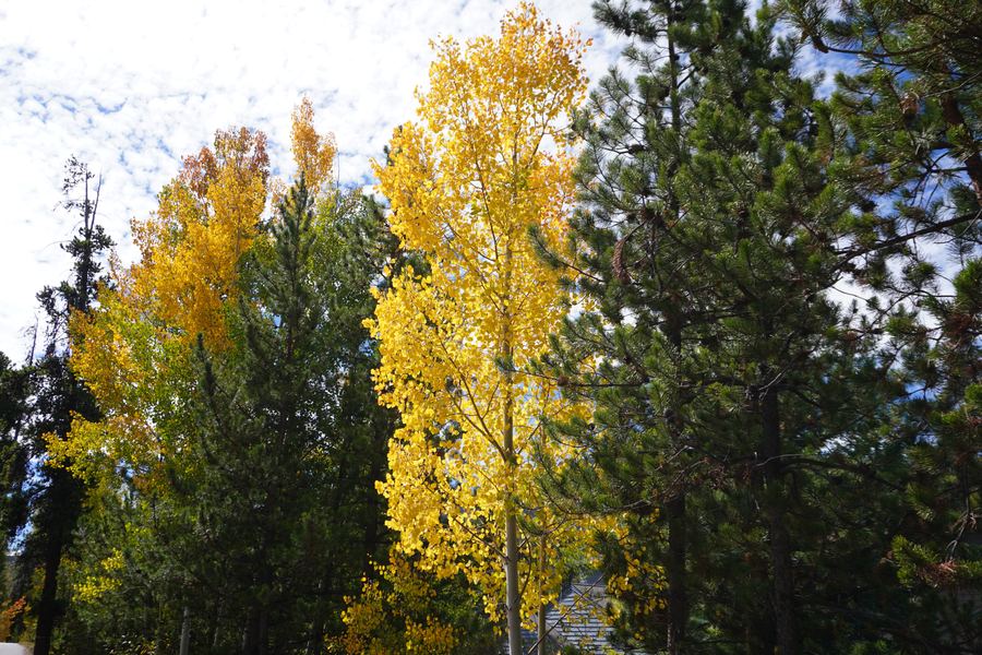Yellow aspens beside dark green pines
