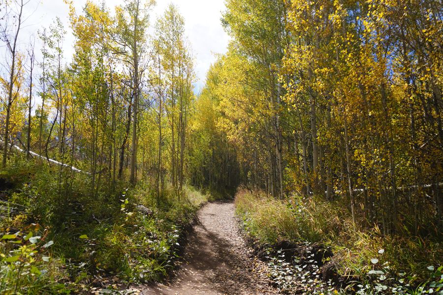 Dirt trail winding through an aspen grove
