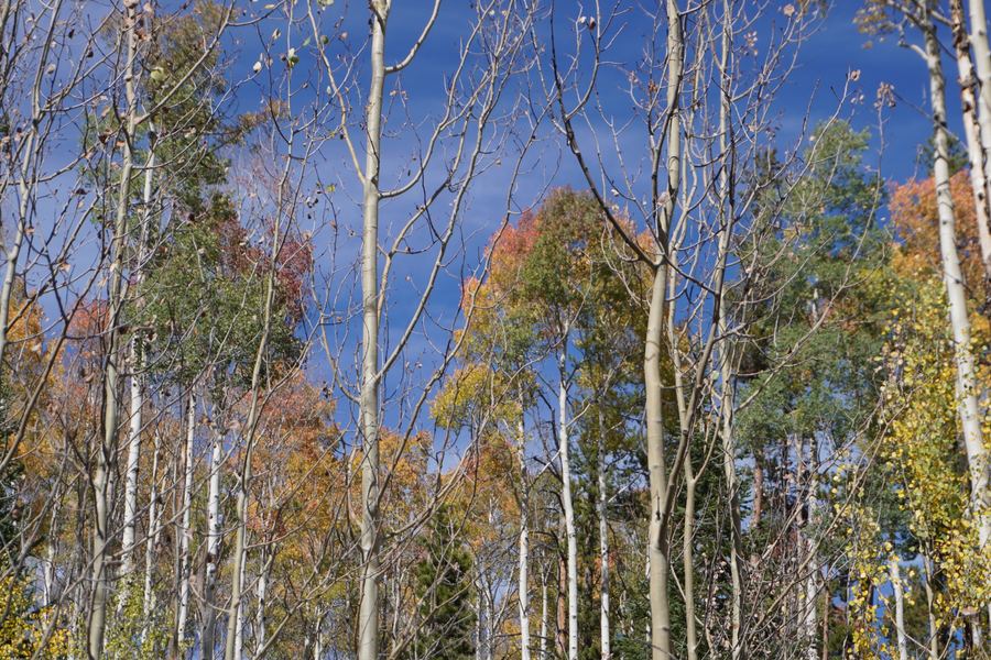 Aspens turning yellow, orange, and green