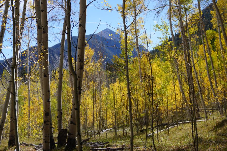 Golden aspen forest with a peak behind