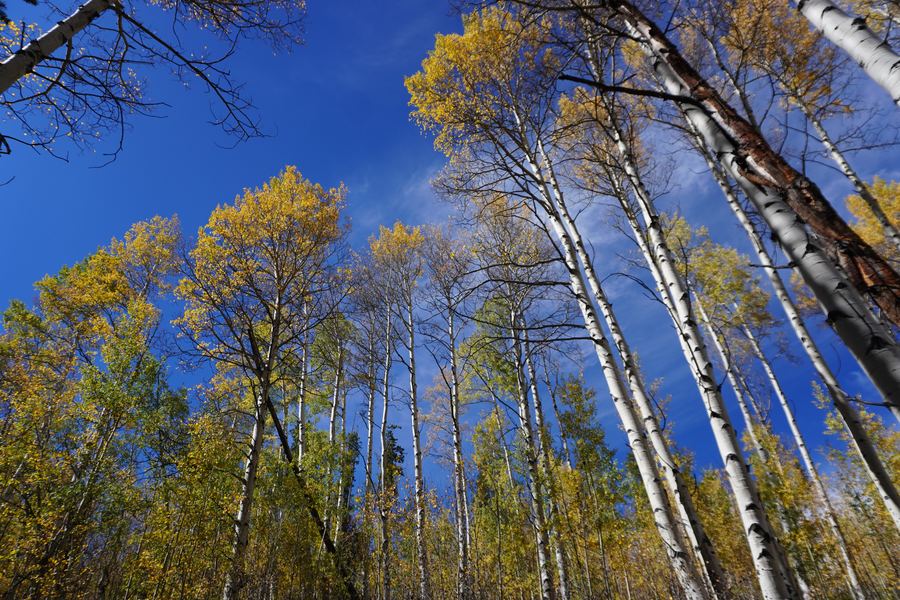 Looking up at white aspen trunks and yellow leaves