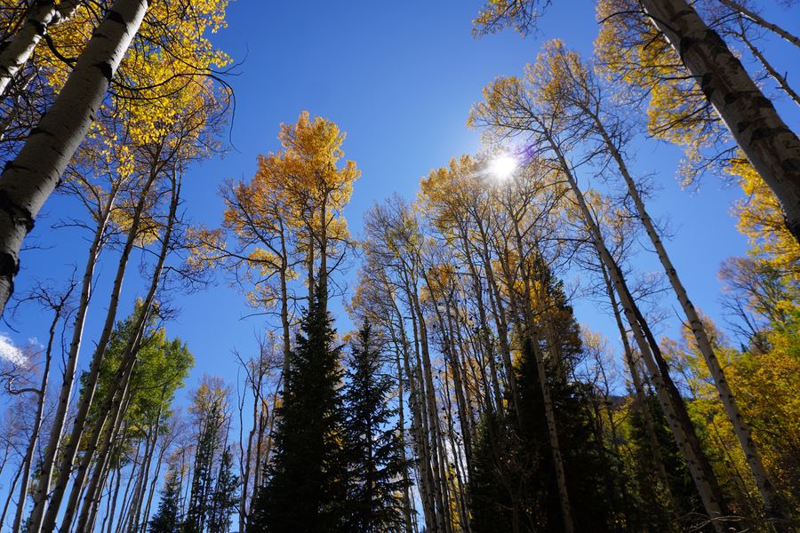 Aspens and spruce reaching into a blue sky
