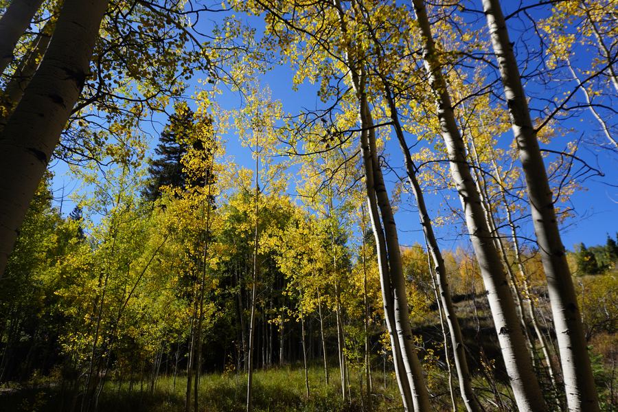 Sunlit aspen grove with green undergrowth