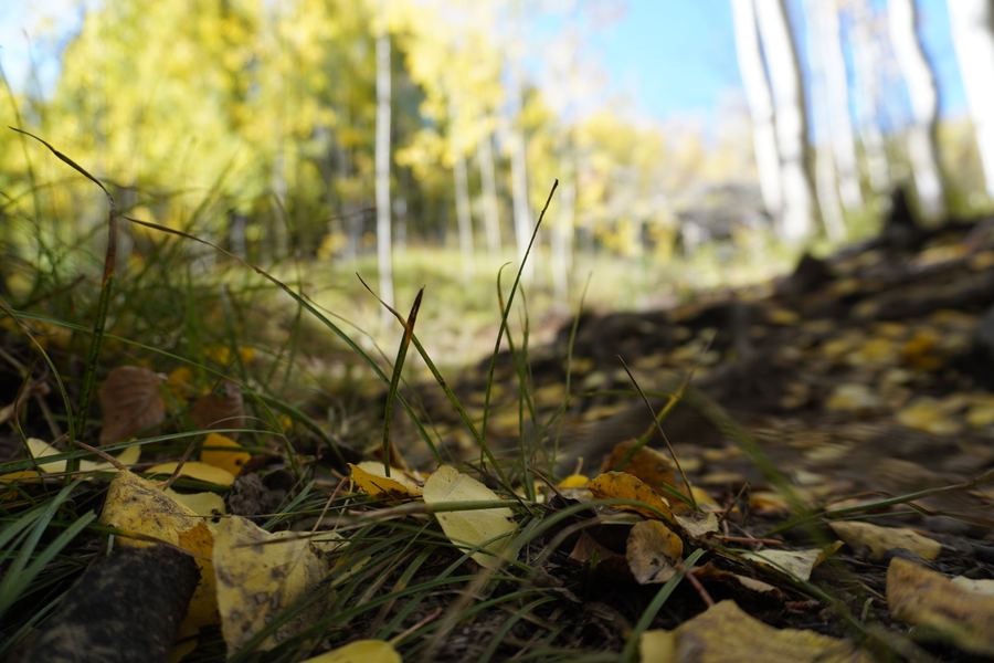 Fallen yellow leaves on the forest floor