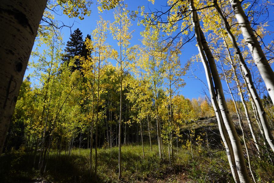 Aspen trunks framing a bright meadow