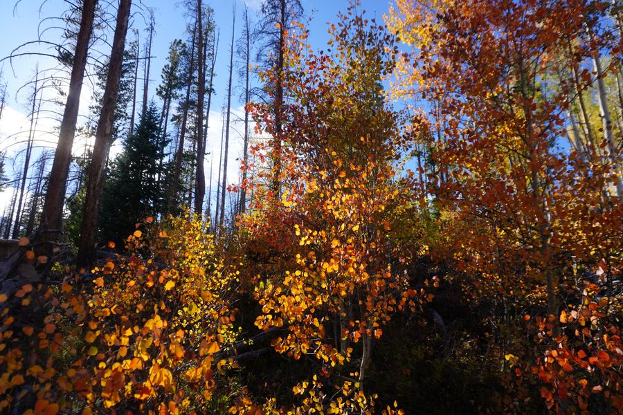 Fiery red and orange aspens beneath tall pines