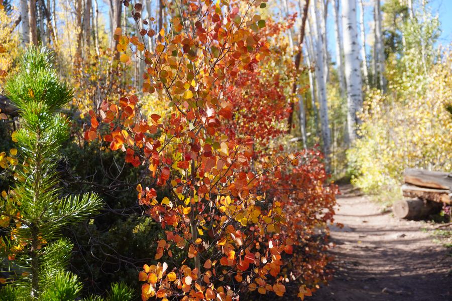Trail lined with red-orange aspen shrubs