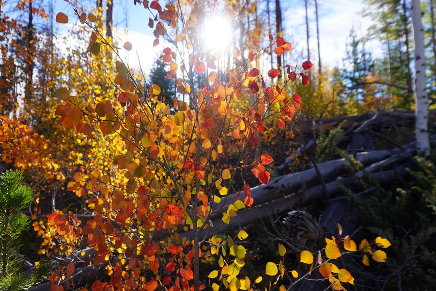 Backlit orange leaves over fallen timber