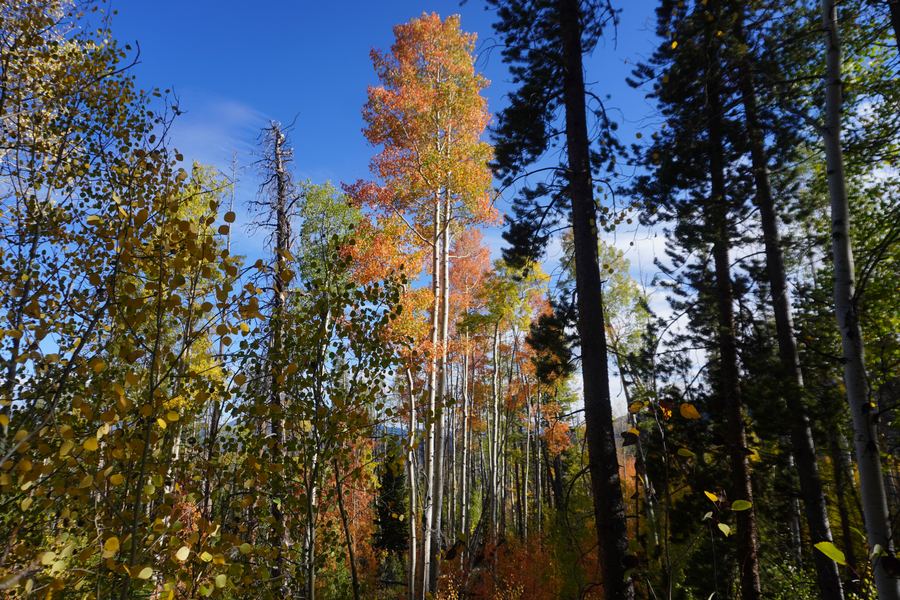 Tall orange aspen among dark pines