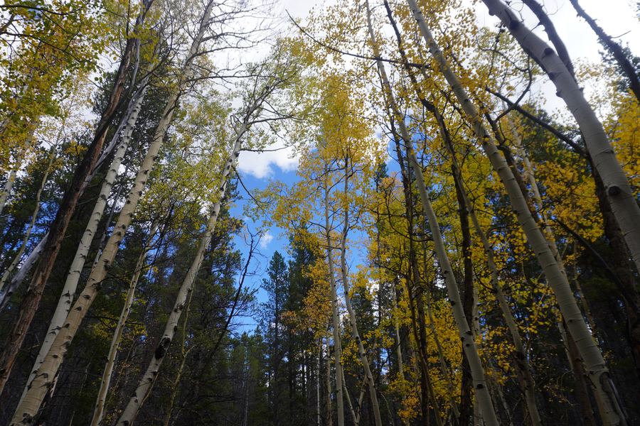 Looking up through tall aspen and pine trunks