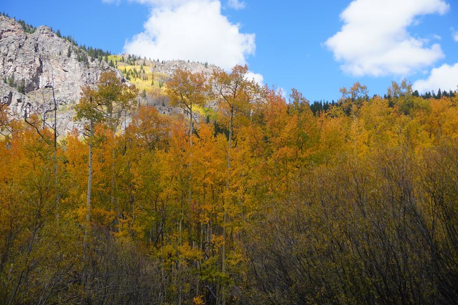 Orange aspens beneath a granite cliff