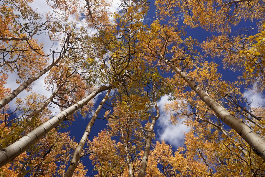 Looking straight up into a canopy of golden aspens