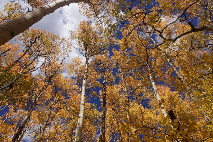 Golden aspen canopy against blue sky and clouds