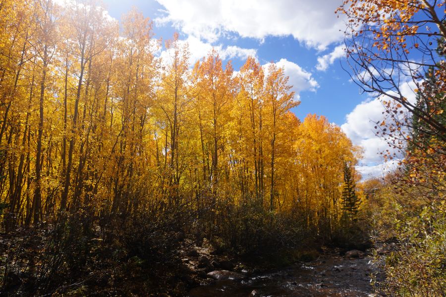 Backlit orange aspens along the trail