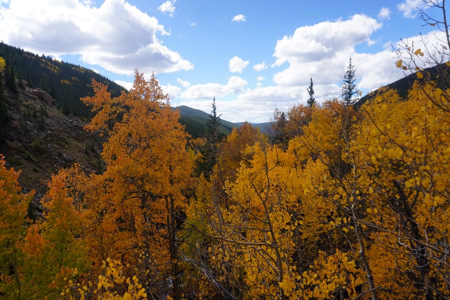 Orange aspens filling a mountain valley