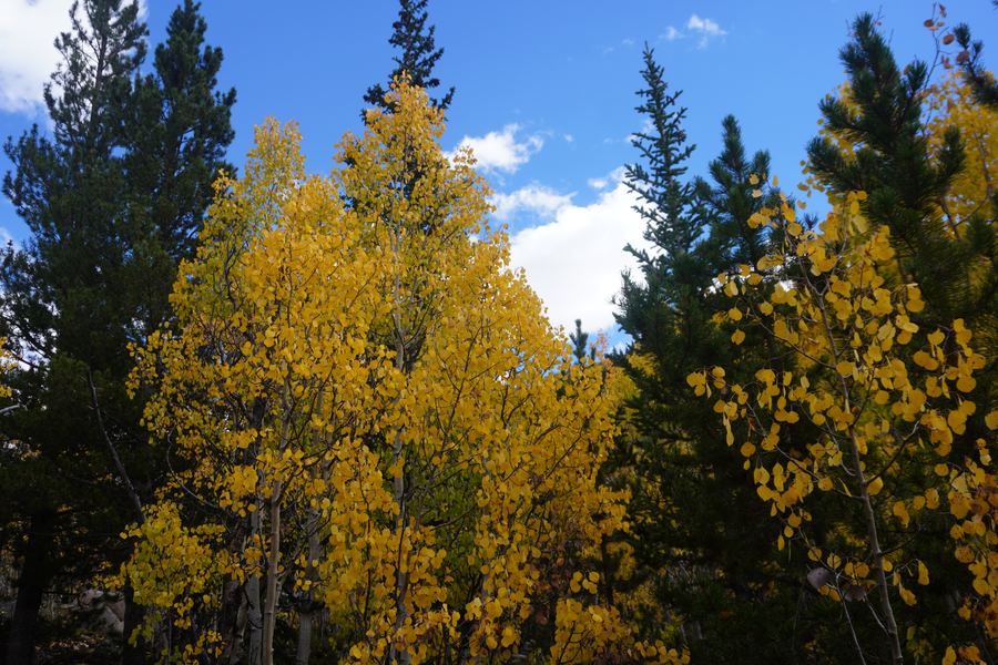 Yellow aspens framed by dark evergreens