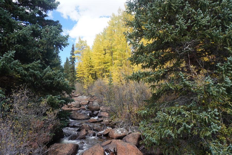 A rocky creek flowing past spruce and yellow aspens