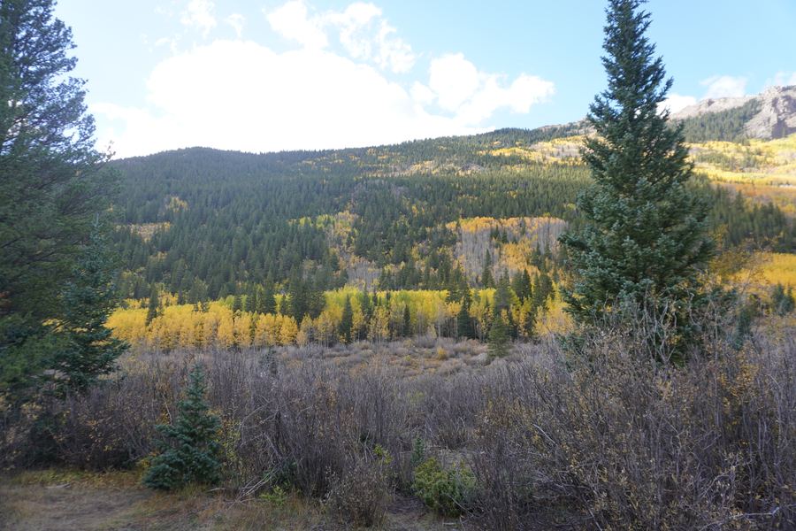 Meadow and evergreens below a golden hillside